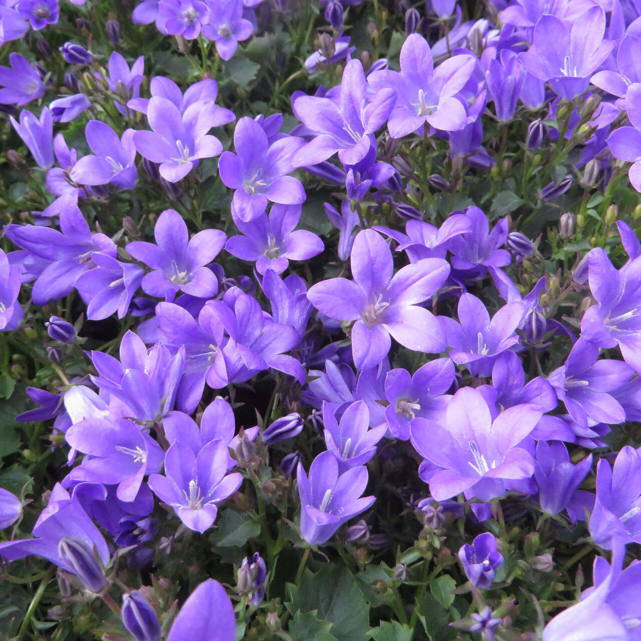 Teppich Glockenblume Campanula Portenschlagiana Blau