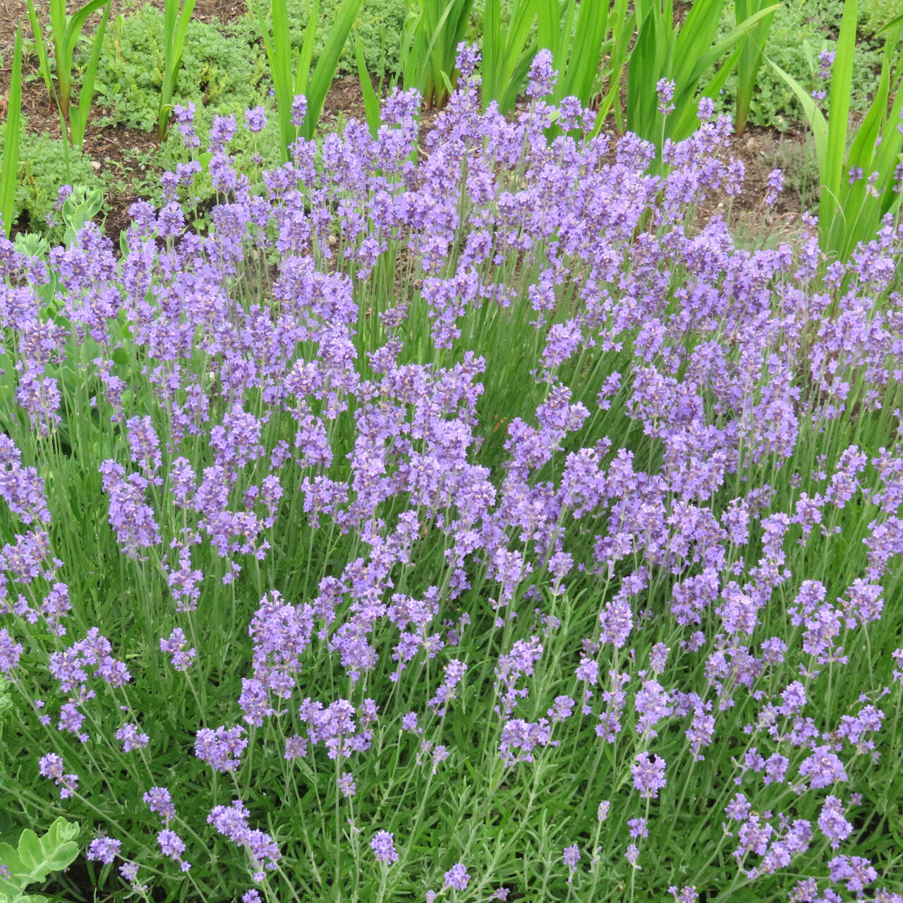 Zwerglavendel Lavandula Angustifolia Dwarf Blue Blau