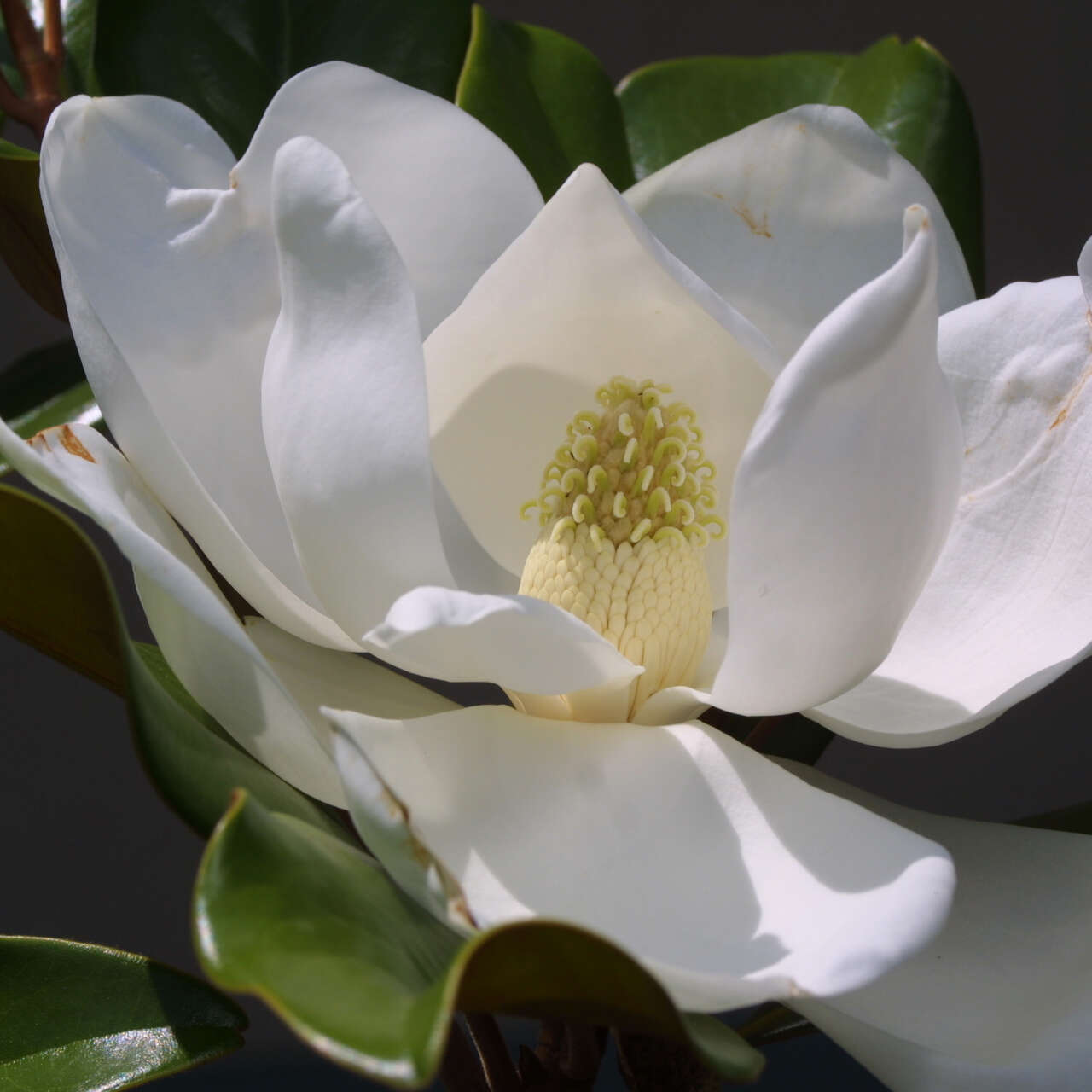 Immergr Ne Magnolie Magnolia Grandiflora Edith Bogue Wei