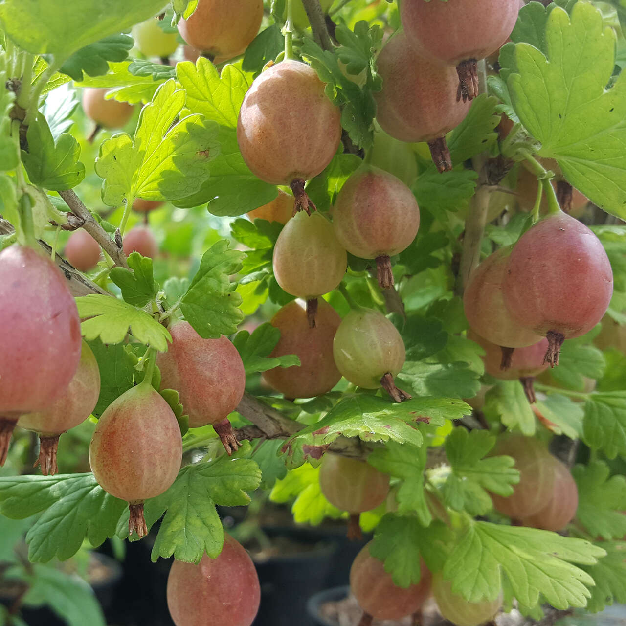 Stachelbeere Rot Ribes Uva Crispa Captivator Wei