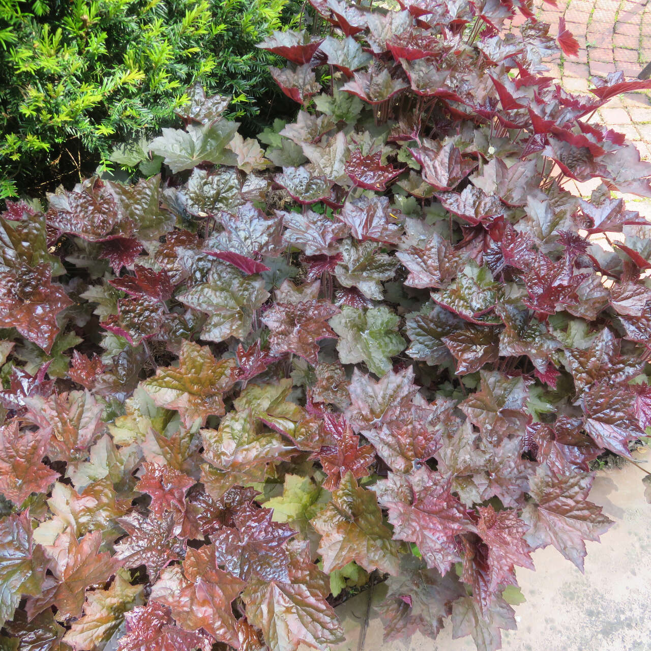 Purpurglöckchen Heuchera micrantha Palace Purple weiß