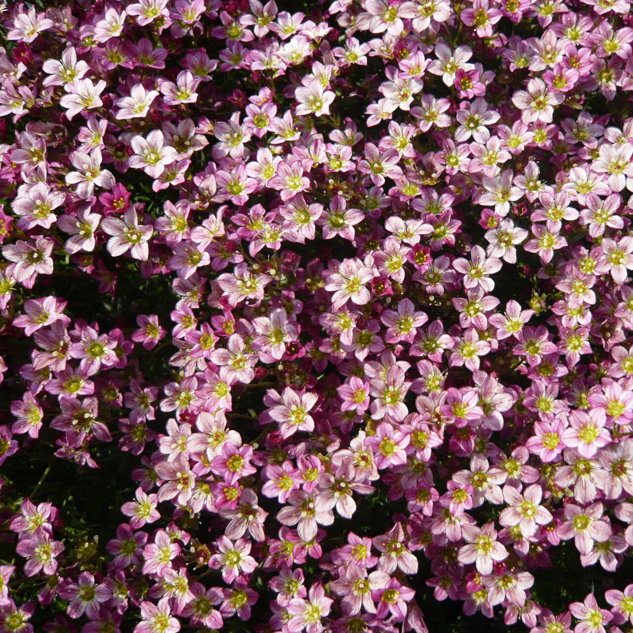 Moos Steinbrech Saxifraga Arendsii Peter Pan Rosa