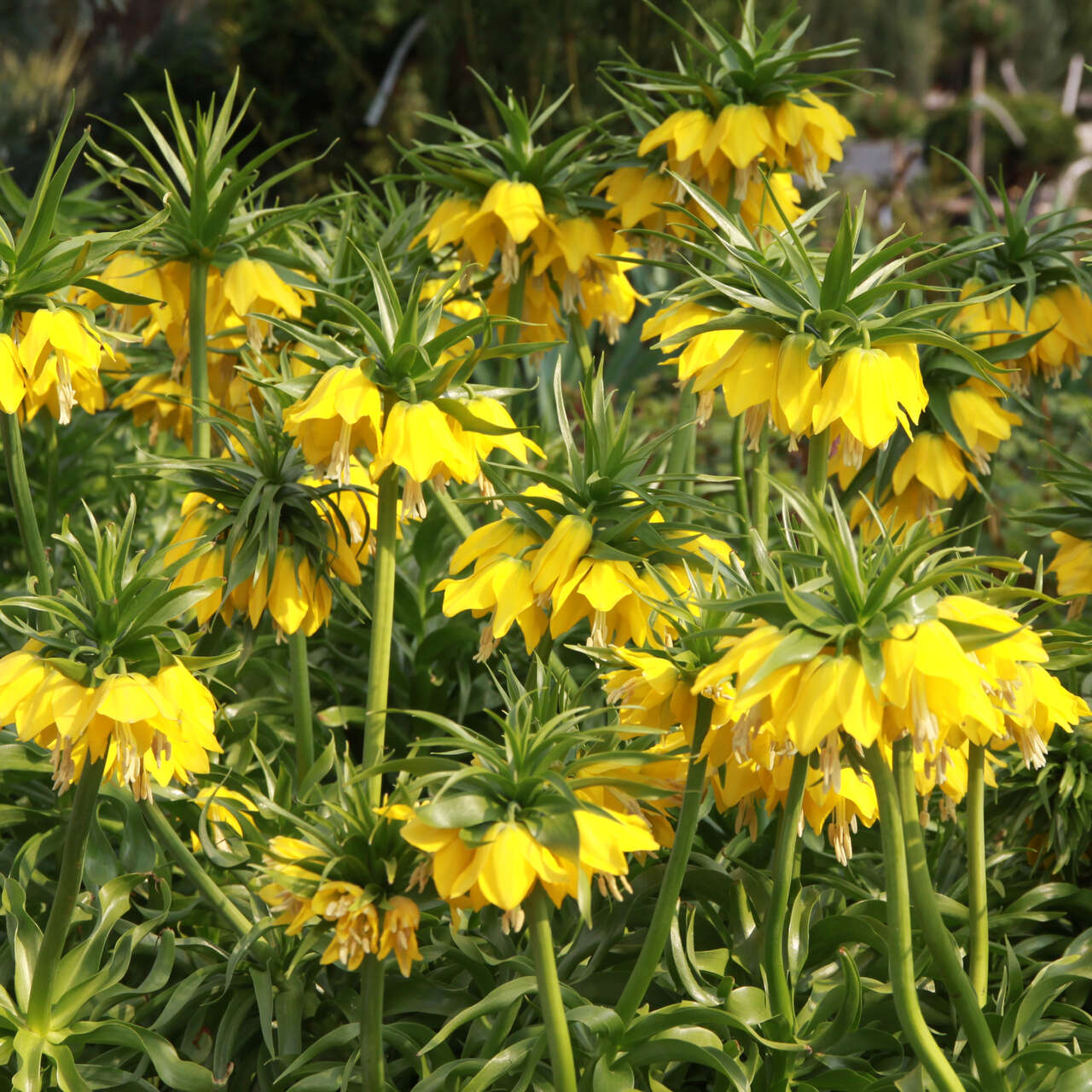 Kaiserkrone Fritillaria Imperialis Lutea In G Rtnerqualit T Aus