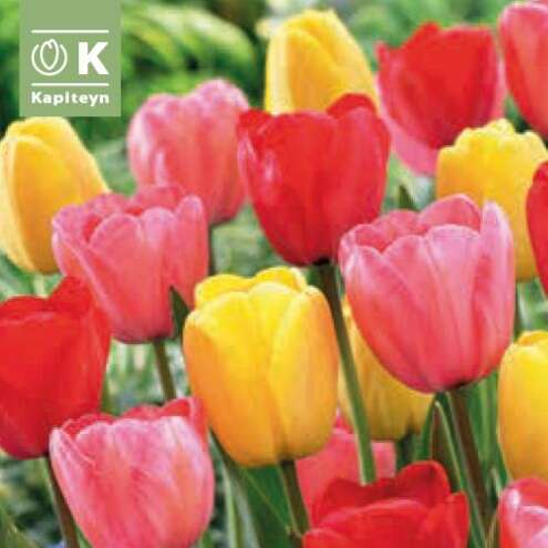 Tulpen Mischung Tulpe Darwin Mischung Mehrfarbig