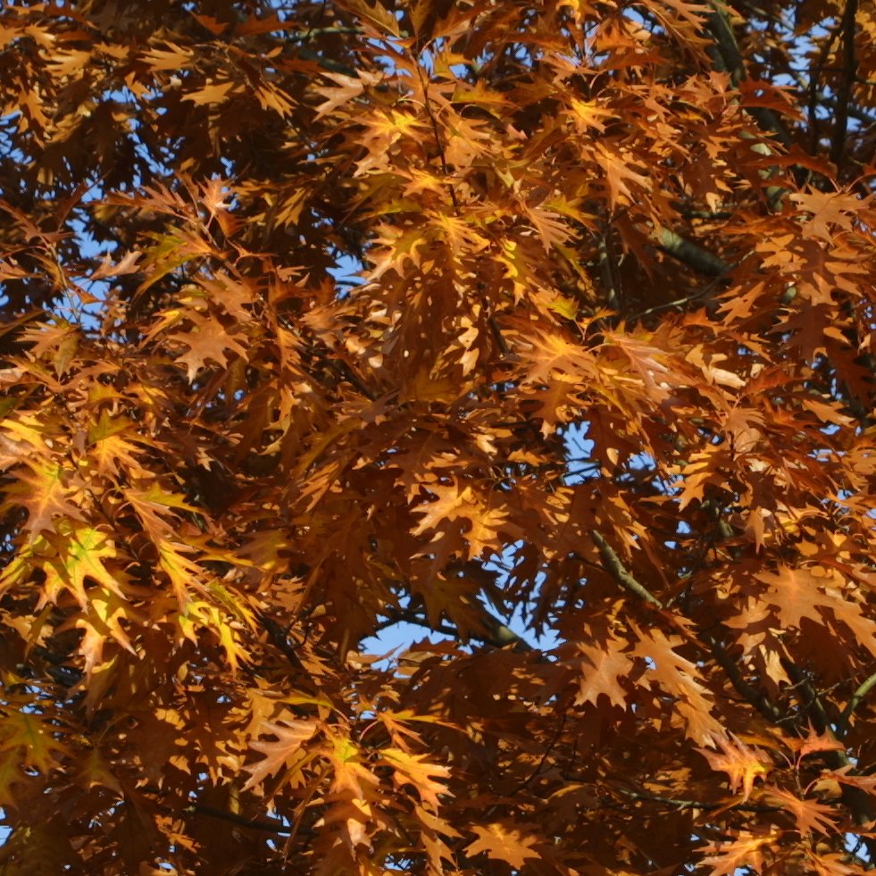 Amerikanische Roteiche Quercus rubra grün