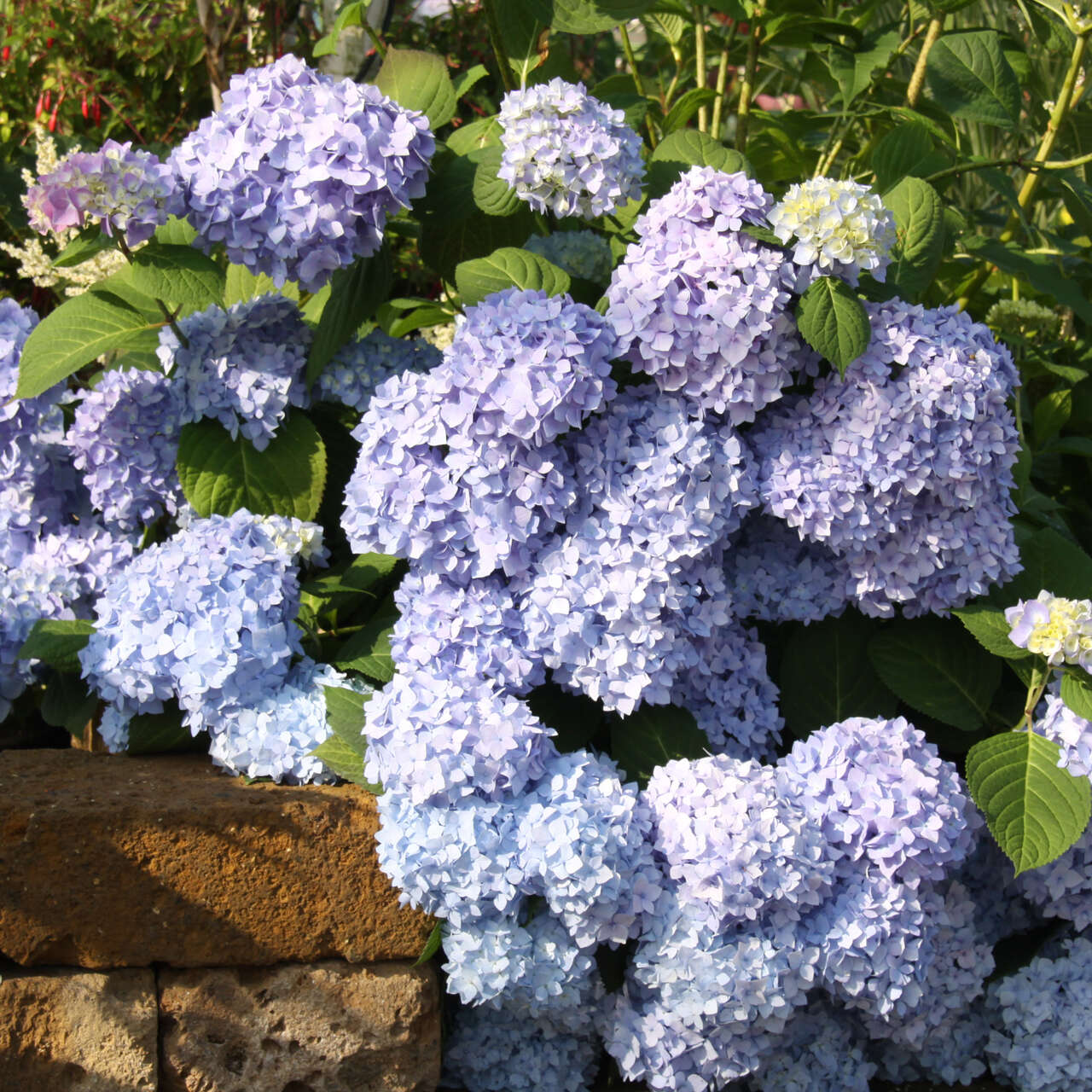 Gartenhortensie Hydrangea Macrophylla Endless Summer Blau