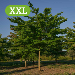 XXL-Großbäume - 195 - Ein einmaliges Sortiment an XL und XXL Großbäumen geschult in unserer… (1101)