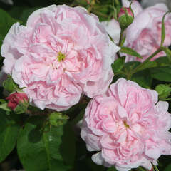 Historische Strauchrosen - 62 - Diese Rosen, die im Frühsommer einmalig, aber in überwältigender… (13)
