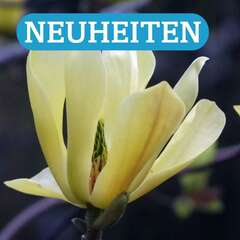 Neuheiten - 211 - Neuheiten bei Pflanzen in Österreich für Ihren Garten, Terrasse und Balkon. (142)