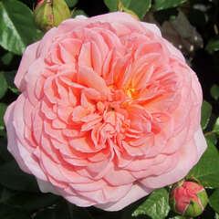 Englische Rosen - 58 - Blütenform & Duft alter Rosen plus Gesundheit & Blühfreude moderner Rosen. (15)