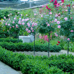 Rosen mit Stämmchen - 14 - Für den ganz besonderen Blickfang im Garten sorgen die edlen… (154)