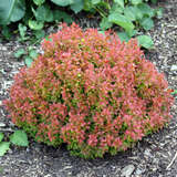 Berberis thunbergii 'Admiration' - Buntlaubige Blutberberitze