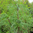 Pinus strobus 'Torulosa': Bild 1/1