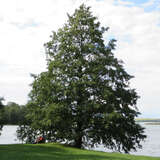 Alnus glutinosa - Schwarzerle
