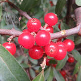 Shepherdia argentea - Büffelbeere