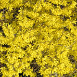 Forsythia 'Maree d'Or' - Zwerg-Goldglöckchen