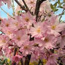Prunus subhirtella 'Fukubana' - Japanische Blütenkirsche