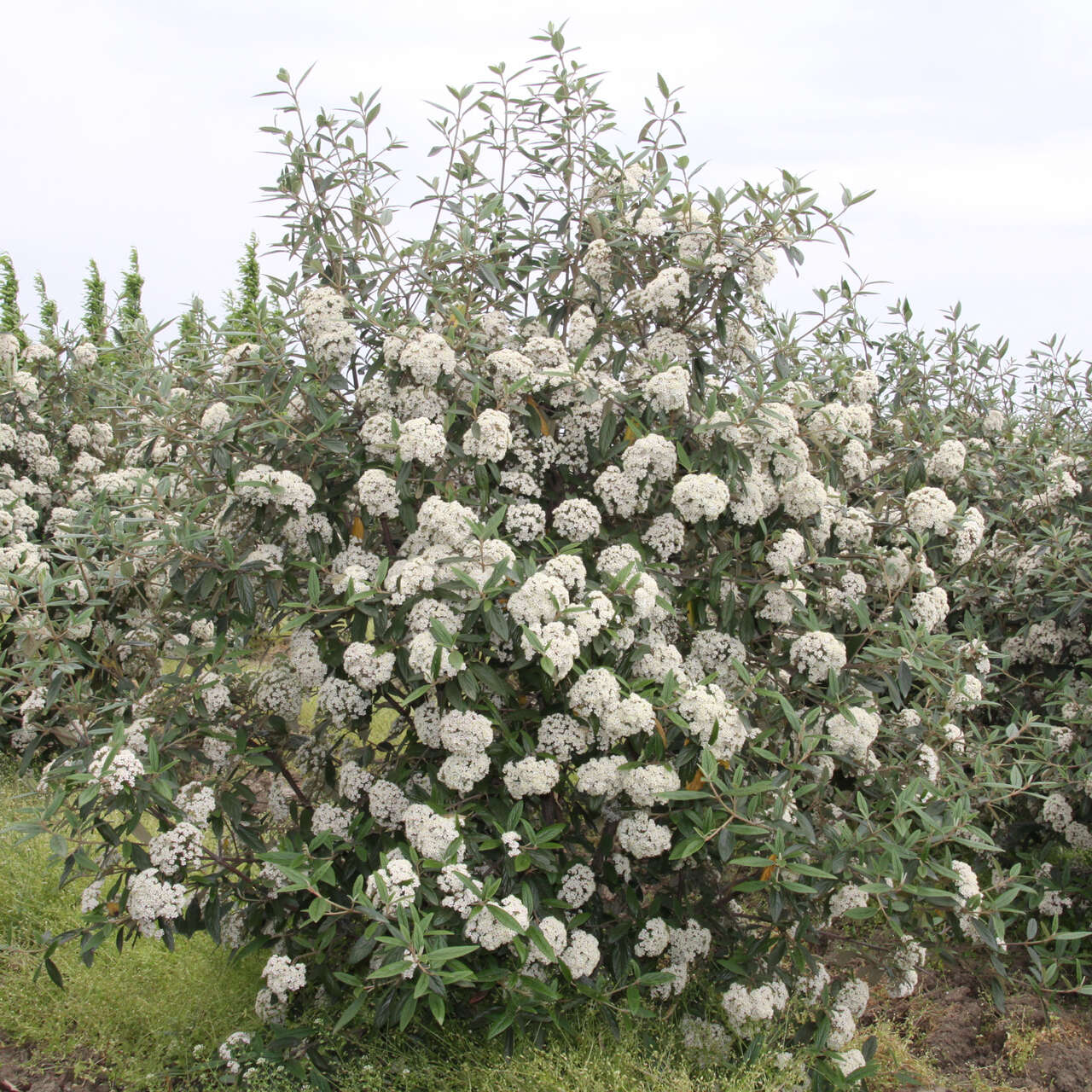 Immergrüner Schneeball - Viburnum Pragense - weiß