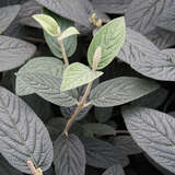 Viburnum rhytidophylloides 'Alleghany' - Immergrüner Schneeball