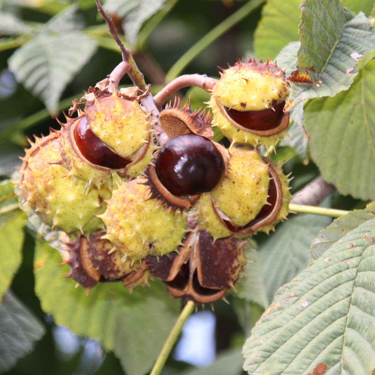 Rosskastanie - Aesculus Hippocastanum - Weiß