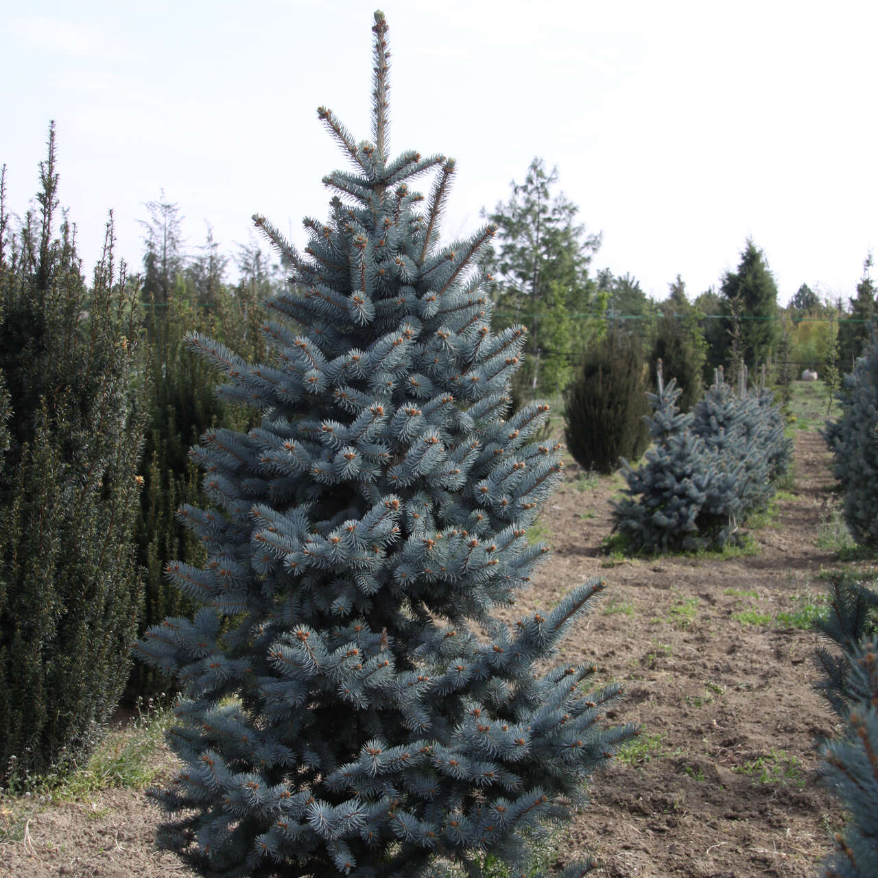 Picea pungens oldenburg описание и фото