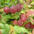 Ribes uva-crispa 'Pixwell': Bild 2/2