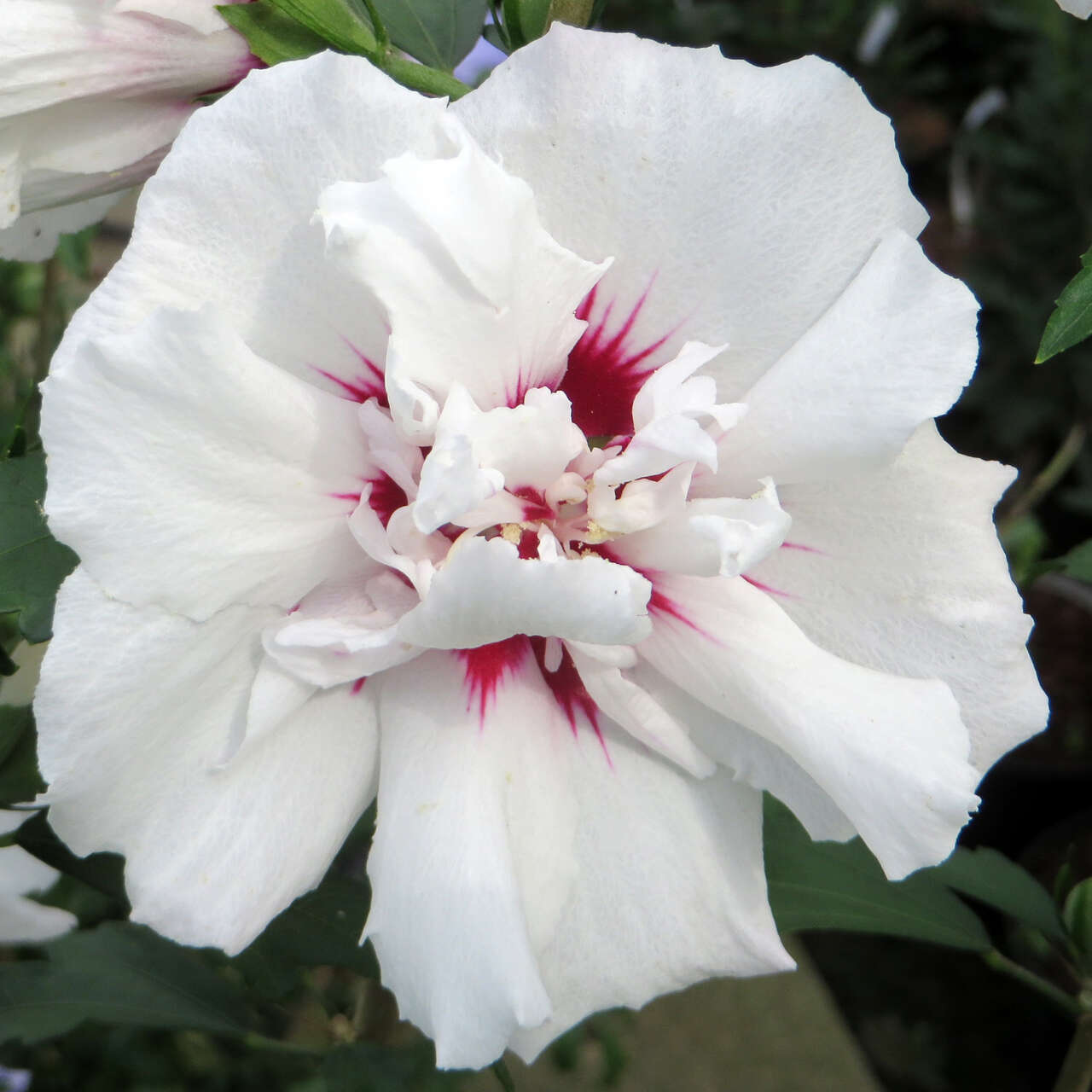 Eibisch Hibiscus Syriacus Speciosus Wei