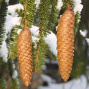 Picea abies - Heimische Fichte