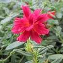 Helianthemum 'Amabile Plenum' - Sonnenröschen