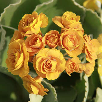 Primula auricula 'Jupp'