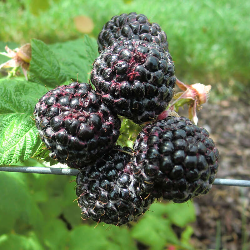 - - \'Black Himbeere Rubus idaeus Jewel\' weiß