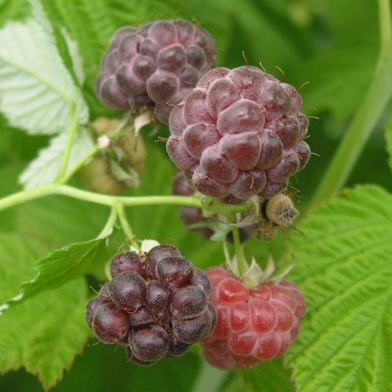 \'Glen Coe\' Rubus idaeus weiß - Himbeere -