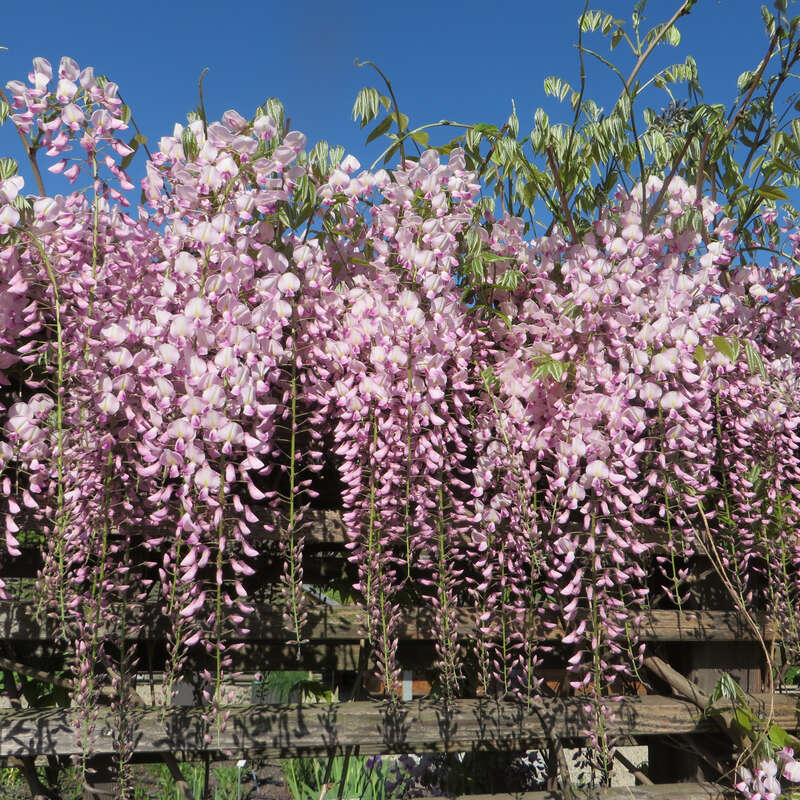 Blauregen - Wisteria floribunda 'Honbeni - rosa