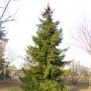 Picea orientalis - Orientalische Fichte