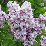 Syringa vulgaris 'Michel Buchner' - Edelflieder - gefülltblühend