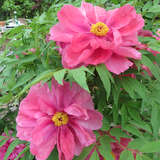 Paeonia suffruticosa rosa - Strauch-Pfingstrose