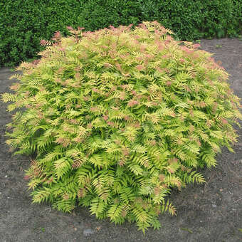 Sorbaria sorbifolia 'Sem'