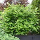 Euonymus alatus 'Compactus' - Kugel-Feuerbusch