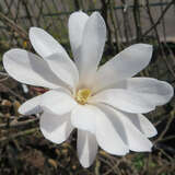 Magnolia stellata 'Waterlily' - Weiße Sternmagnolie