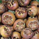 Mespilus germanica 'Schönbrunner Riesenmispel' - Mispel