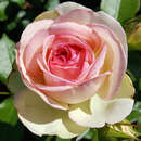 Rose 'Eden Rose' - Moderne Strauch-, Kletterrose