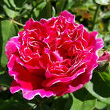Rose 'Baron Girod de l'Ain (perp.) - Historische Strauchrose