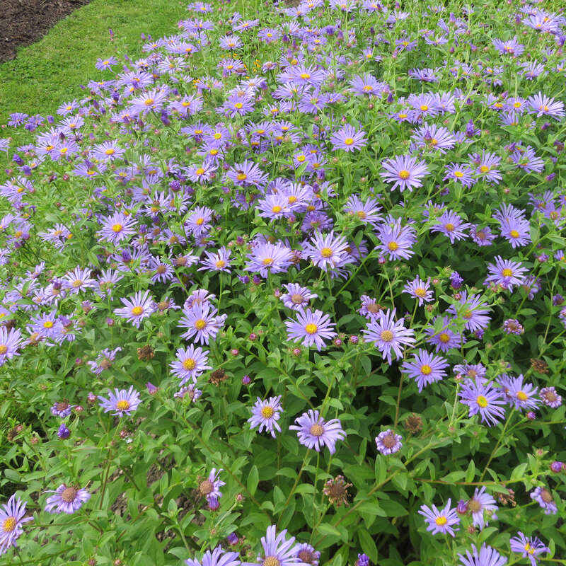 Bergaster - Aster amellus 'Rudolf Goethe' - blau