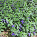 Vinca major ssp balcanica - Großes Immergrün