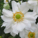 Anemone 'Whirlwind' - Herbstanemone