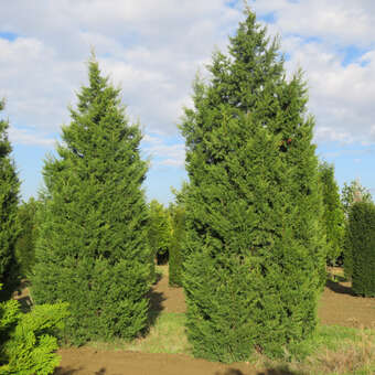 Juniperus chinensis 'Keteleeri'