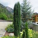 Taxus baccata 'Fastigiata' - Säuleneibe