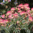 Albizia julibrissin: Bild 2/9