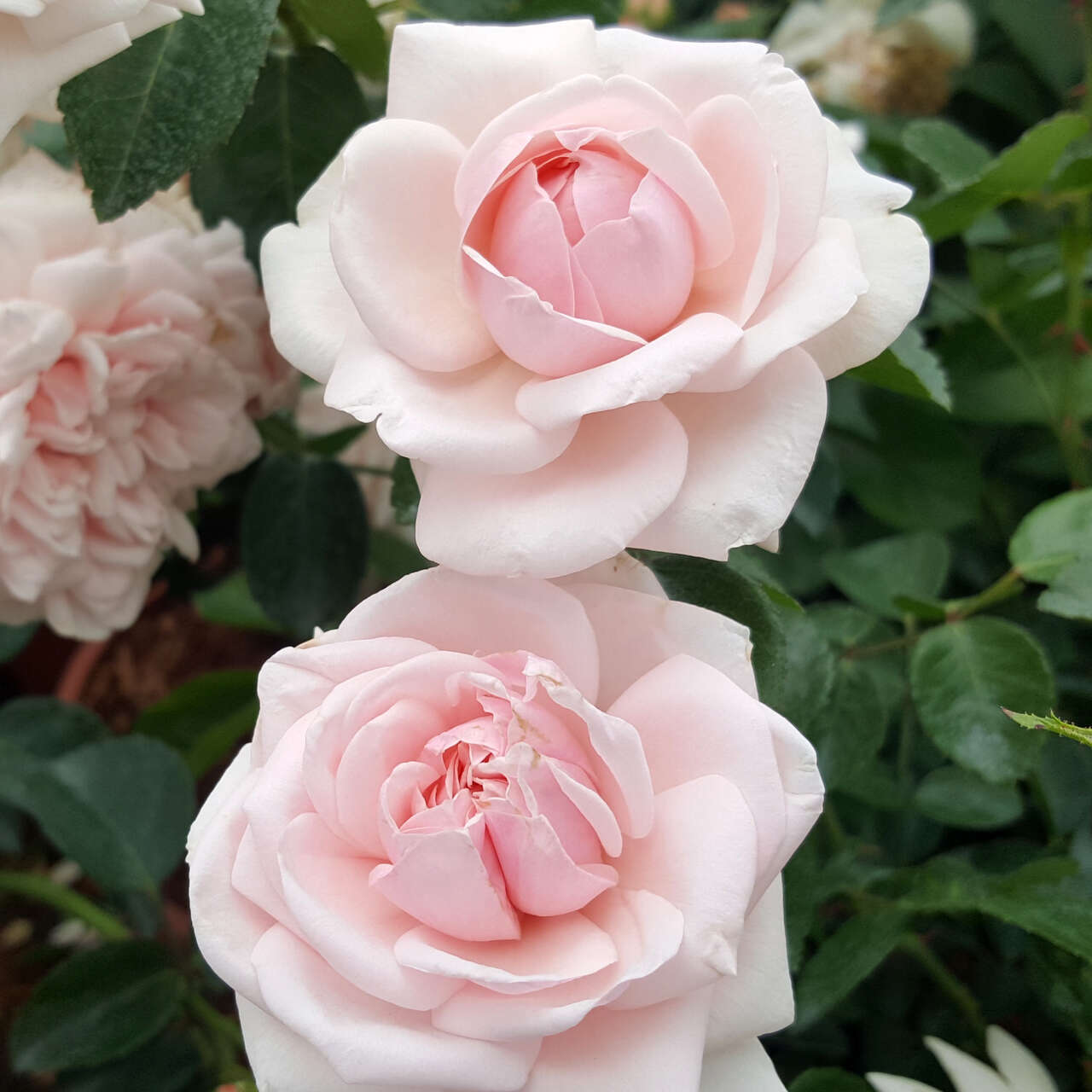 Historische Kletterrose Rose Awakening Rosa