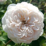 Rose 'The Albrighton Rambler' - Englische Kletterrose